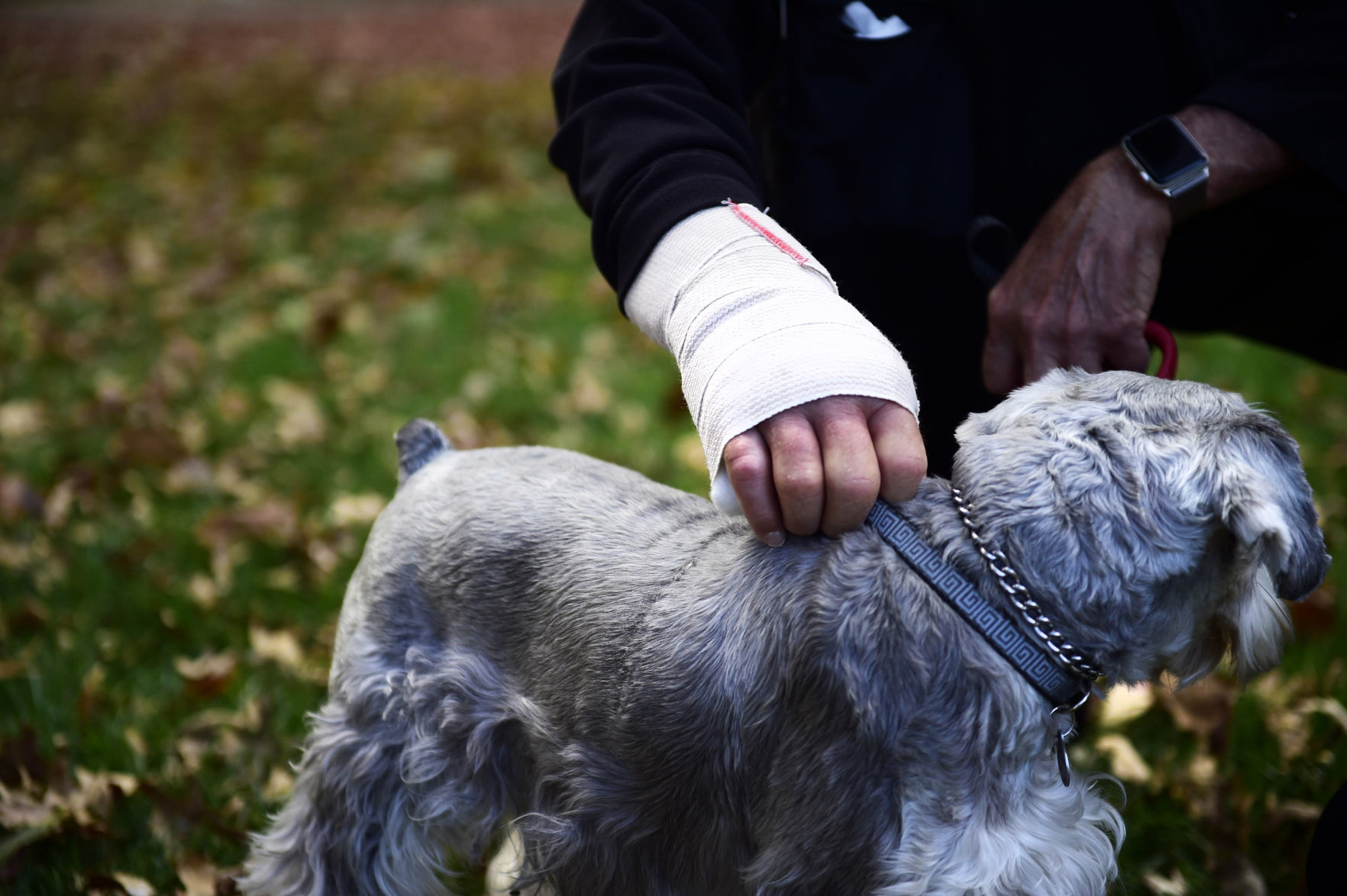 Dog attack , 11/01